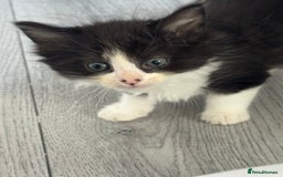 Mixed Breed cats for sale: Kittens for sale  - Image 15