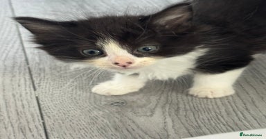 Mixed Breed cats - Advert 3