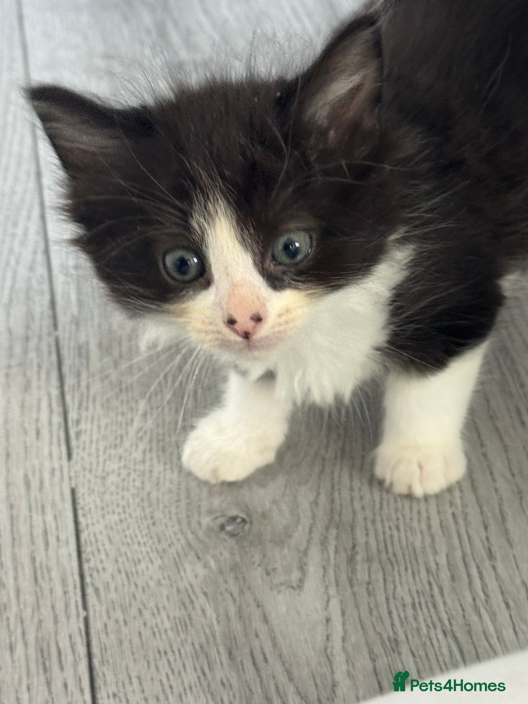 Mixed Breed cats for sale: Kittens for sale  - Image 15