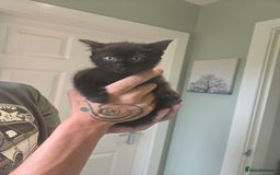 Ragdoll cats for sale: Ragdoll cross - Image 1