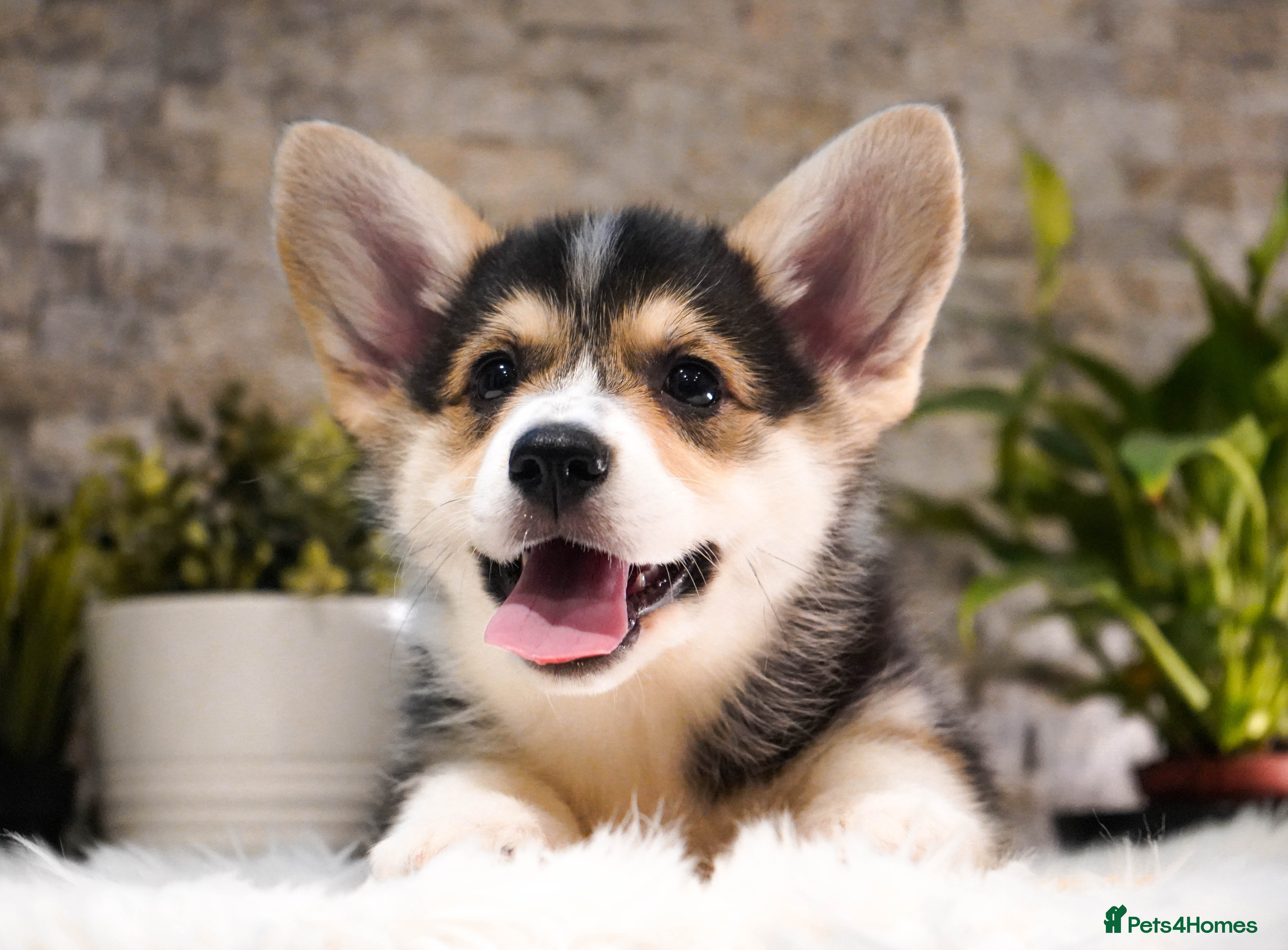 Welsh Corgi Pembroke dogs Welsh Corgi (Pembroke) - Advert 1