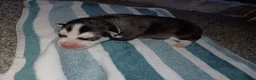Siberian Husky dogs for sale: 🩵Exceptional siberian husky puppies🩵 - Advert 15