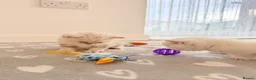 Scottish Fold cats for sale: Four kittens looking for a loving home - Advert 2