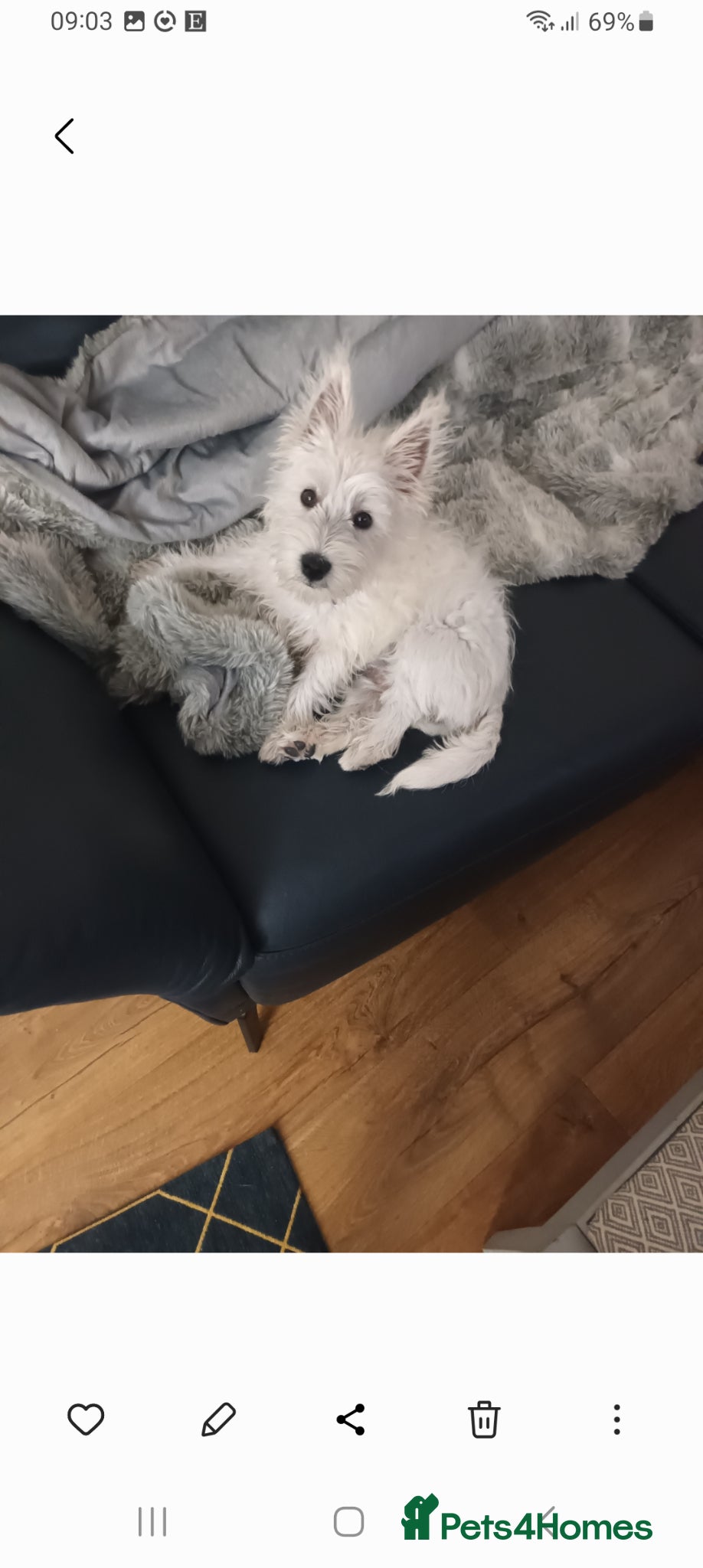 West Highland Terrier dogs Annie - Advert 1
