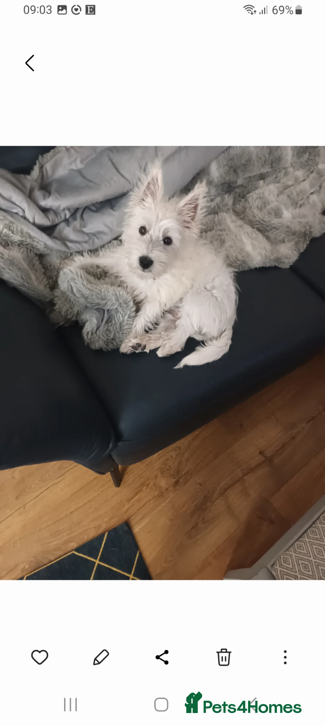 West Highland Terrier dogs for sale: Annie - Advert 1