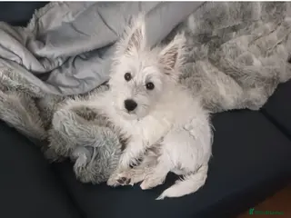 West Highland Terrier dogs Annie - Advert 2