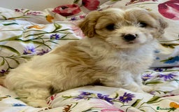 Cavapoo dogs for sale: Stunning F1 Cavapoo’s  - Image 6
