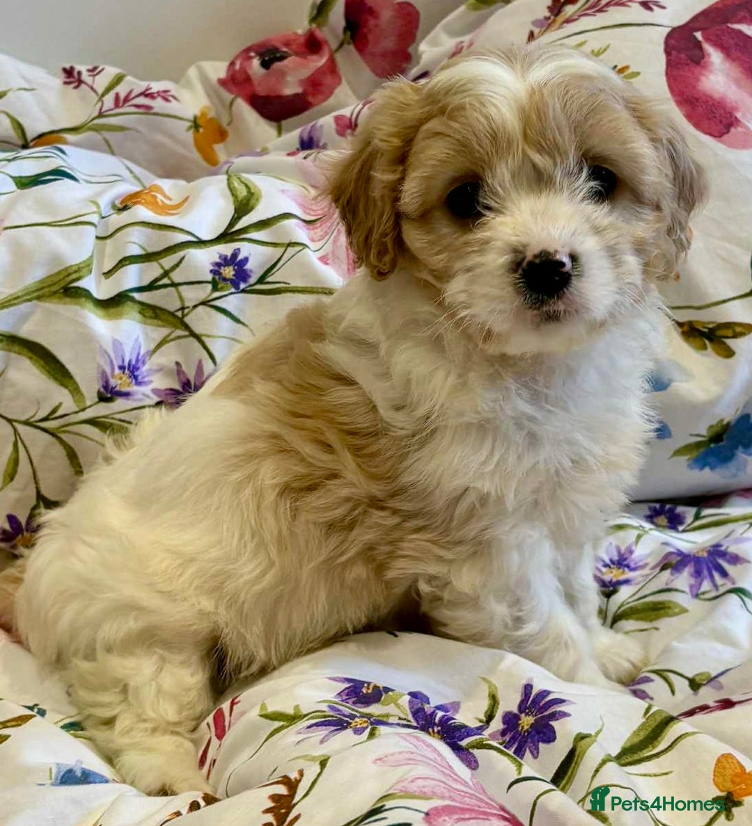 Cavapoo dogs for sale: Stunning F1 Cavapoo’s  - Image 6