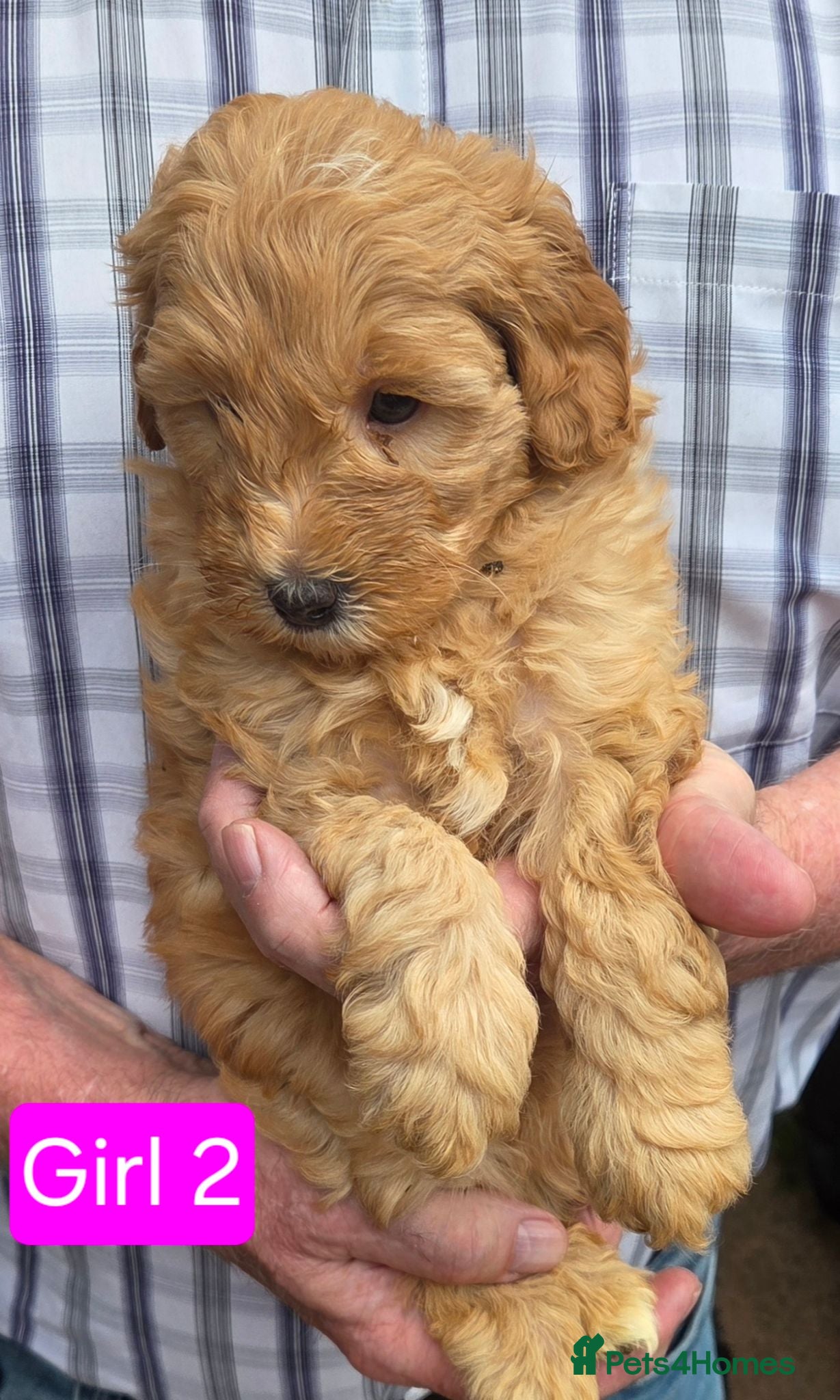 Shihpoo dogs **4 left**Gorgeous Rare colours Shihpoo puppies - Advert 14