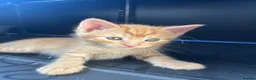 British Shorthair cats for sale: Stunning British short hair kittens - Advert 26