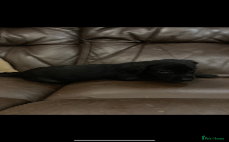 Labrador Retriever dogs - Advert 6