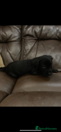 Labrador Retriever dogs - Advert 6