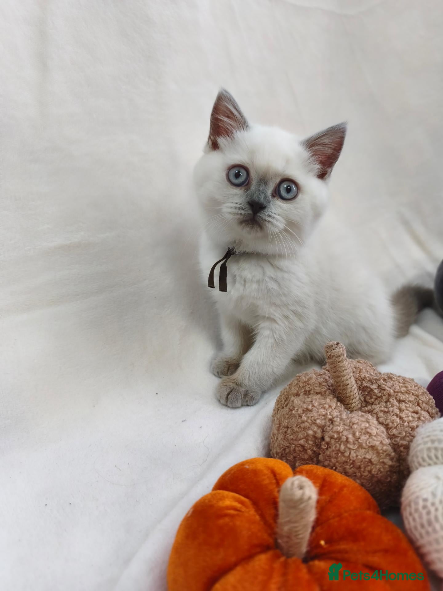 British Shorthair cats GCCF British shorthair, British longhair.  - Advert 2