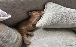 Scottish Fold cats for sale: Gorgeous girl looking for a new home  - Image 4