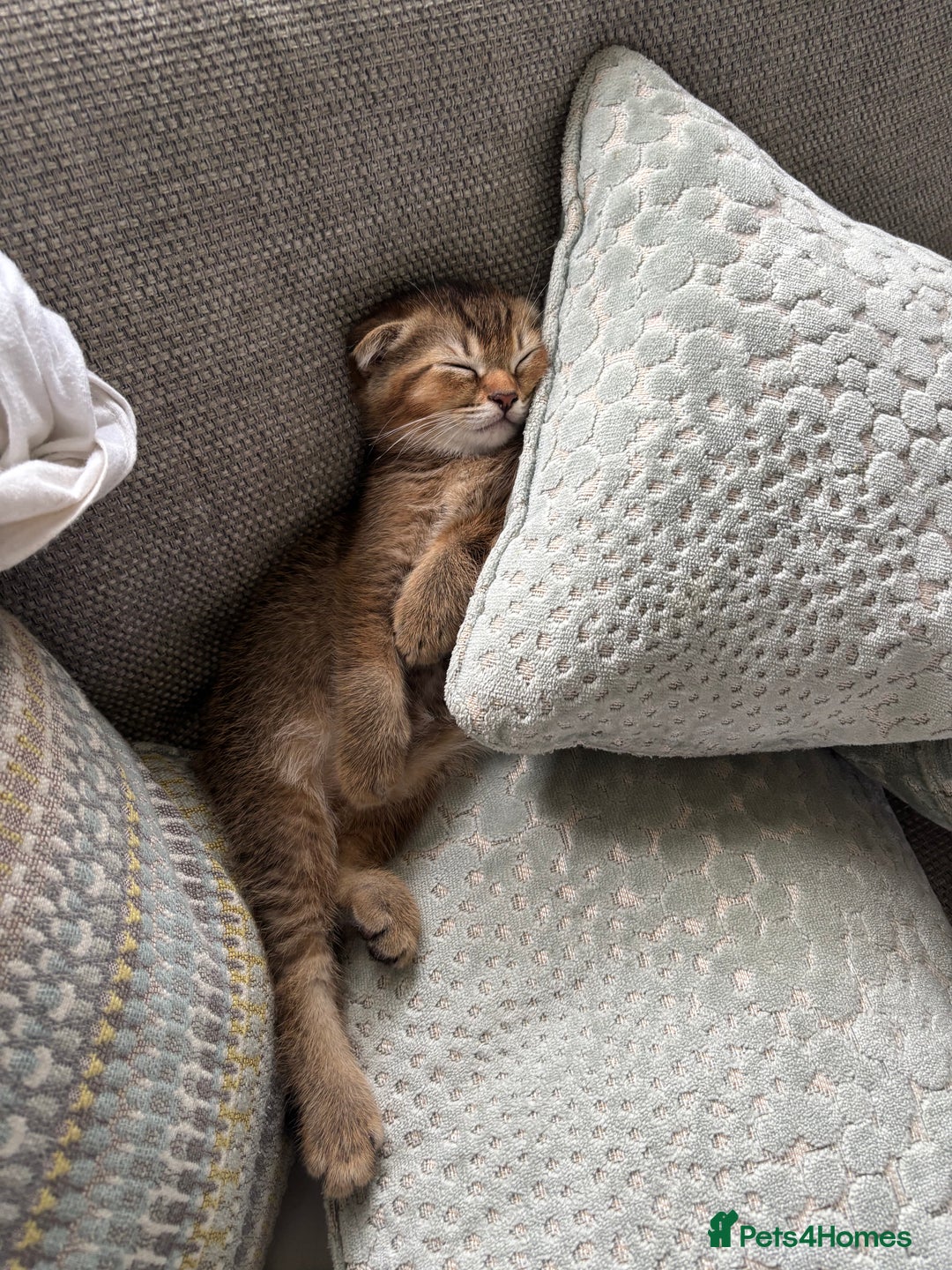 Scottish Fold cats for sale: Gorgeous girl looking for a new home  - Image 4