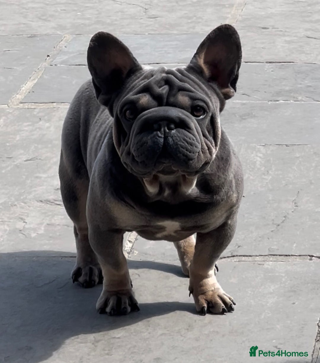 French Bulldog dogs for stud: TINY 8kg VELVET BOY FOR STUD - Advert 3