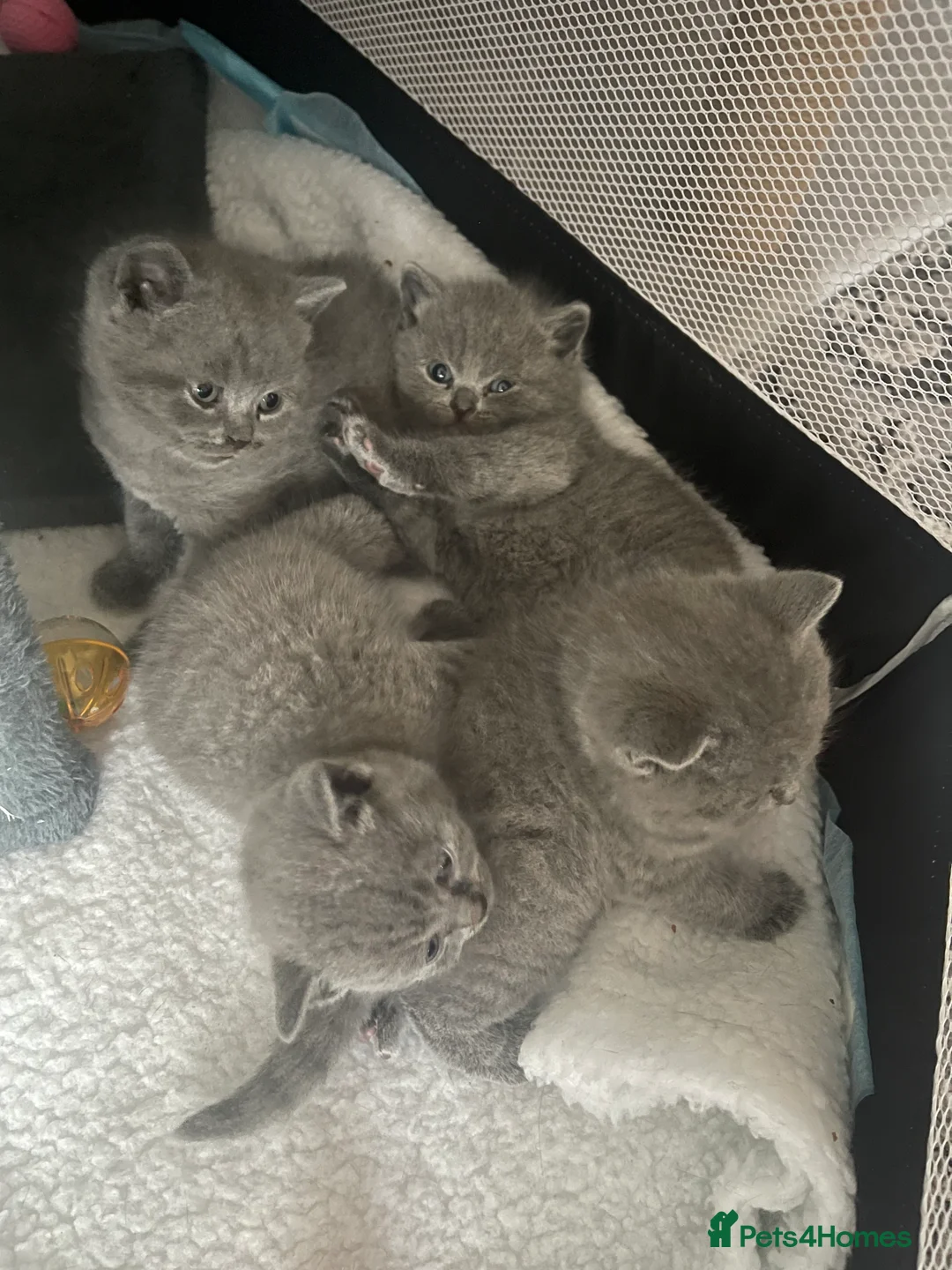 British Shorthair cats for sale: British short haired blues  - Advert 2
