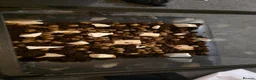 Snails invertebrates for sale: African Land Snails - Advert 2