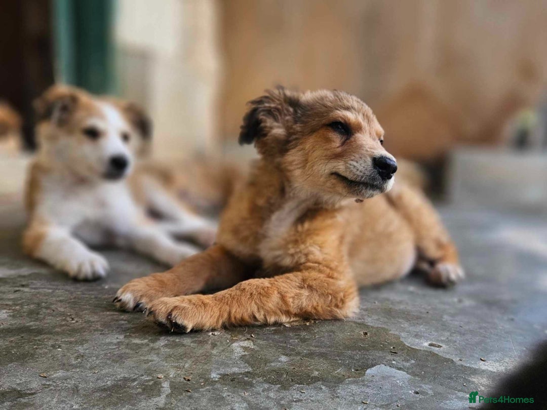 Mixed Breed dogs for adoption: COFFEE & ROBYN  – adopt a bonded pair  - Advert 12