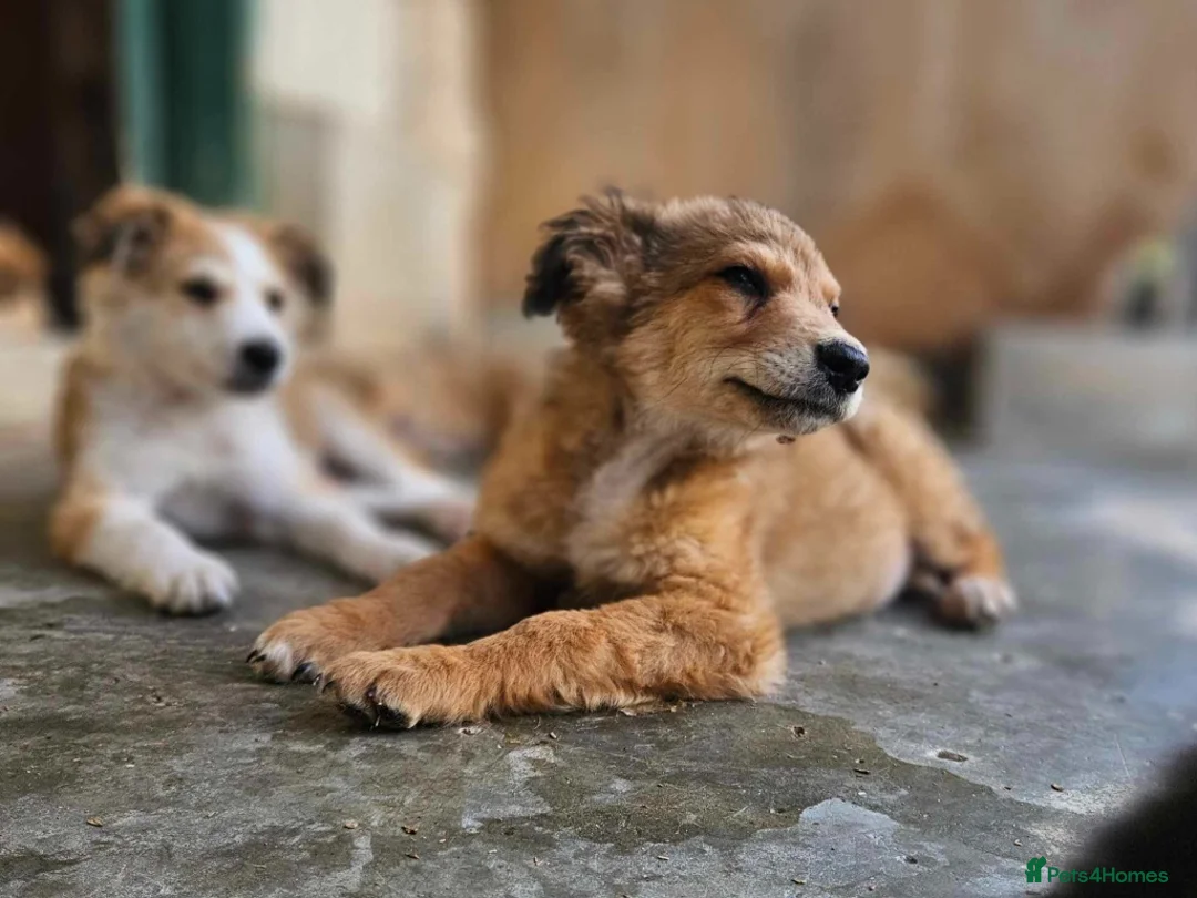 Mixed Breed dogs for adoption: COFFEE & ROBYN  – adopt a bonded pair  - Advert 12