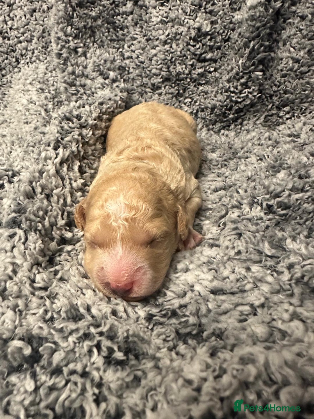 Miniature Poodle dogs for sale: Gorgeous pure bred miniature poodles - Advert 8