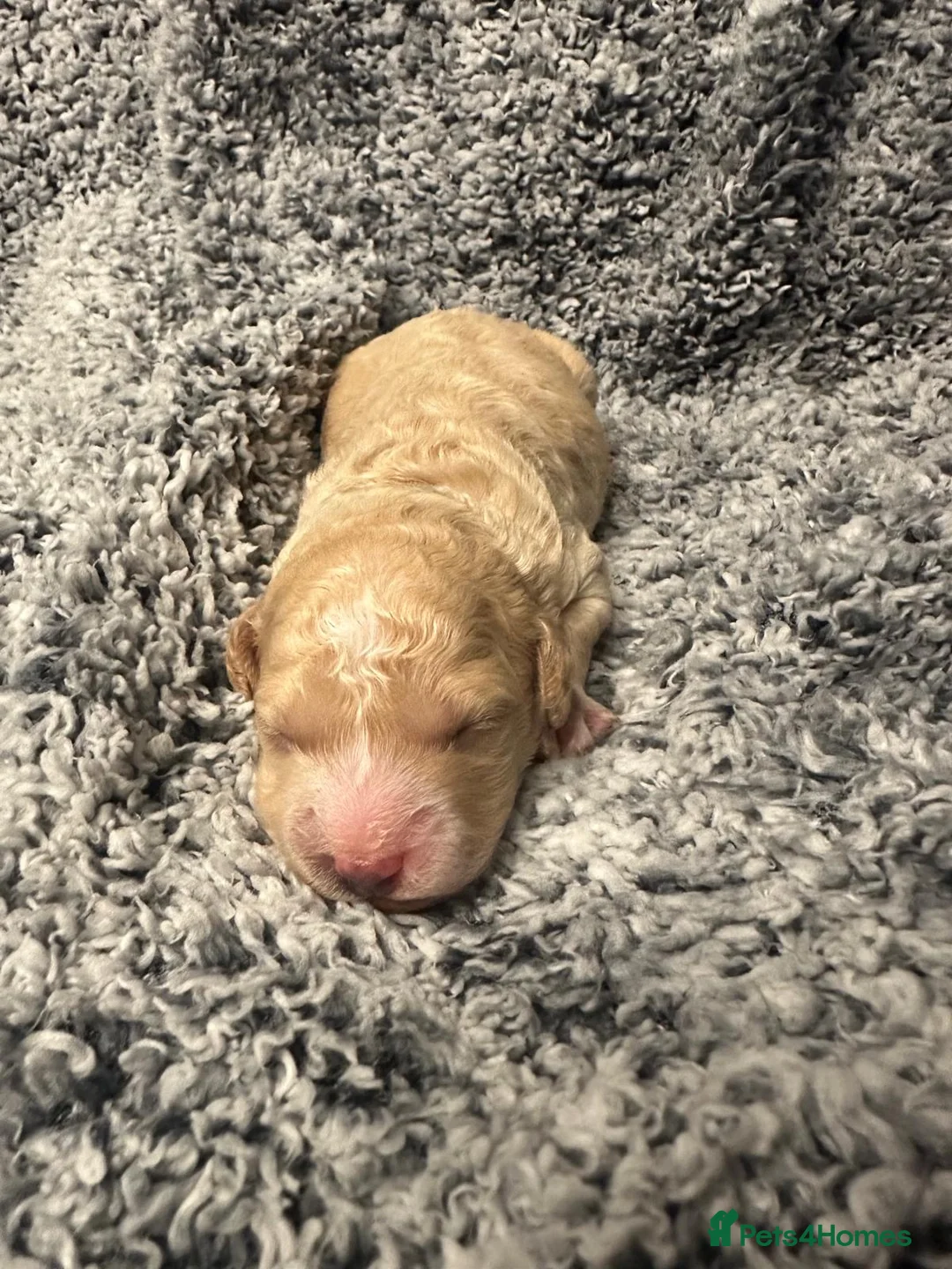 Miniature Poodle dogs for sale: Gorgeous pure bred miniature poodles - Advert 8