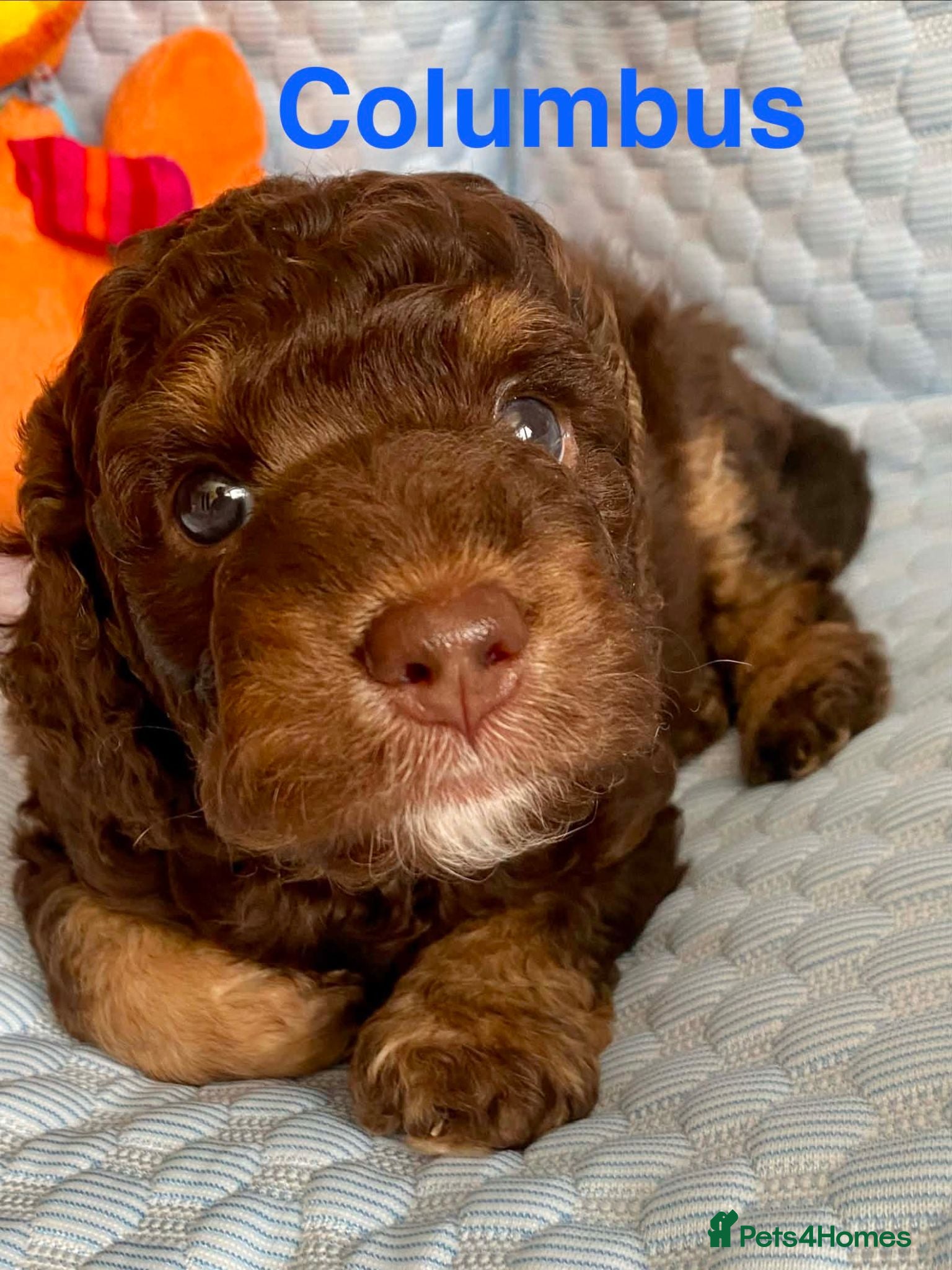 Cockapoo dogs Home Raised American Cockapoo Babies  - Advert 2