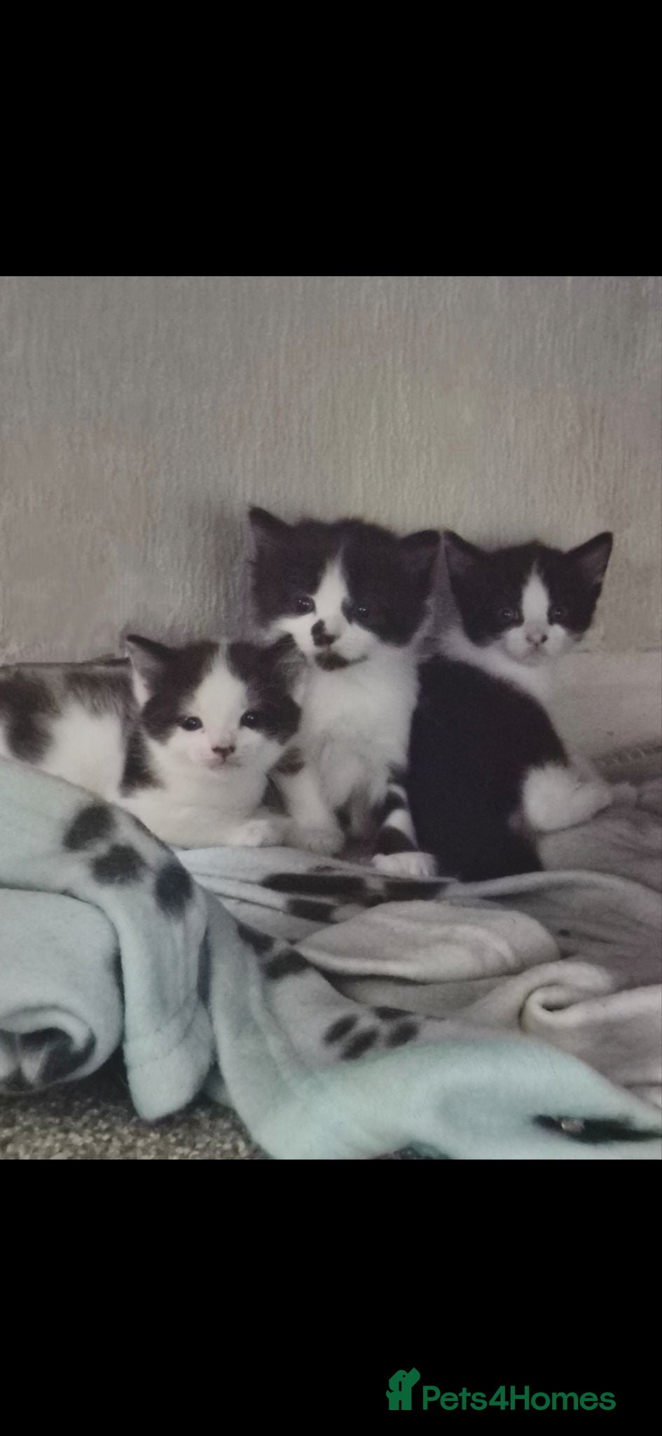 Mixed Breed cats Kittens  - Advert 3