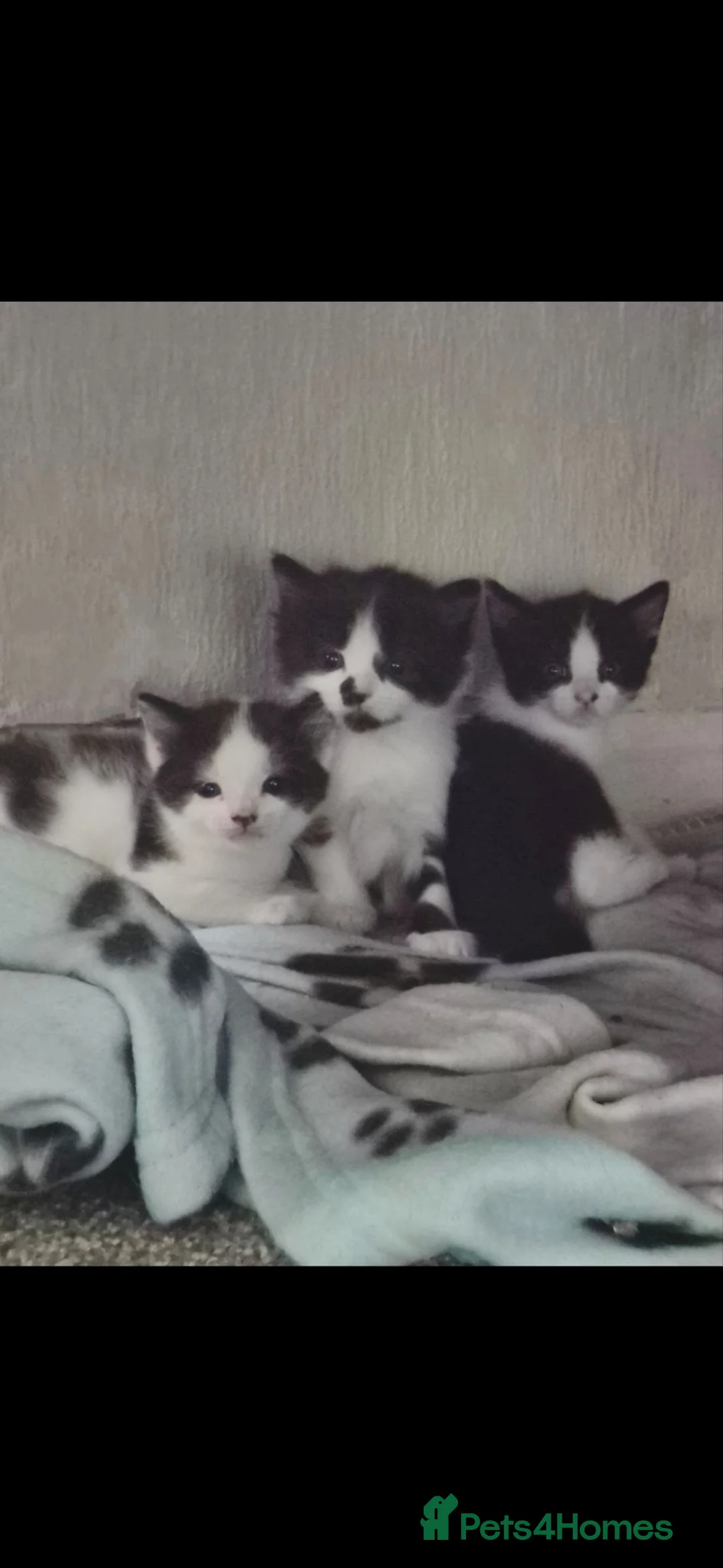 Mixed Breed cats for sale: Kittens  - Advert 1