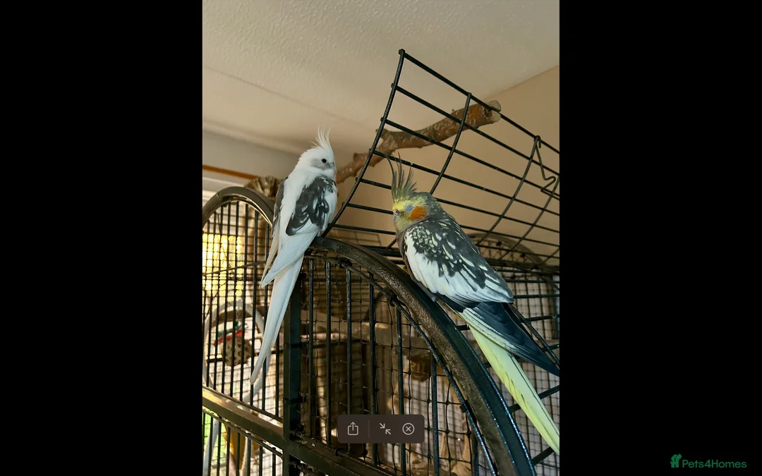 Cockatiels birds for sale: Two Loving Female Cockatiels for Rehoming - Advert 2