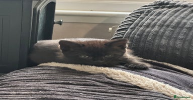 British Shorthair cats for sale - Advert 8