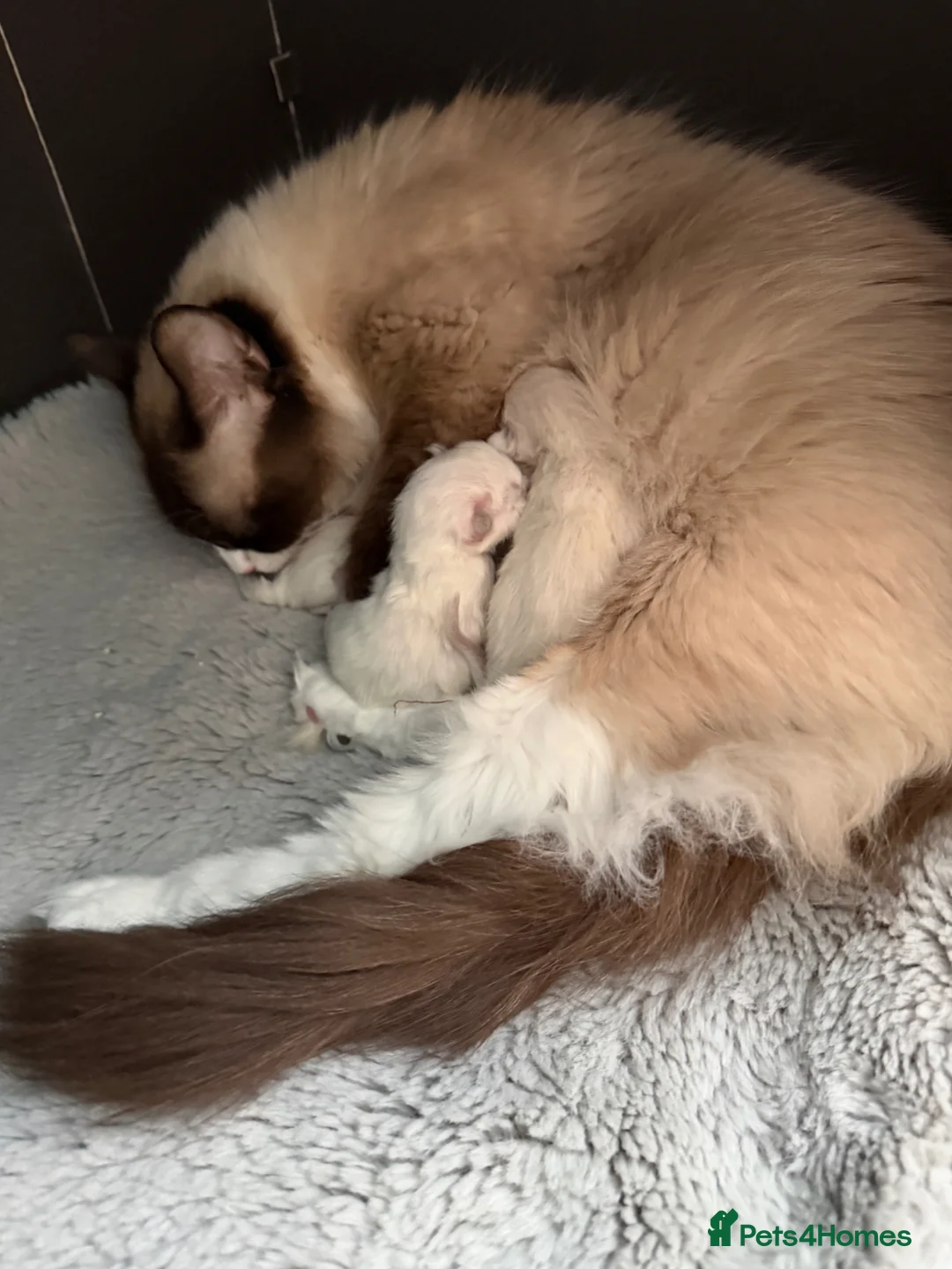 Ragdoll cats for sale: Beautiful pure ragdoll kittens in Swansea - Advert 4
