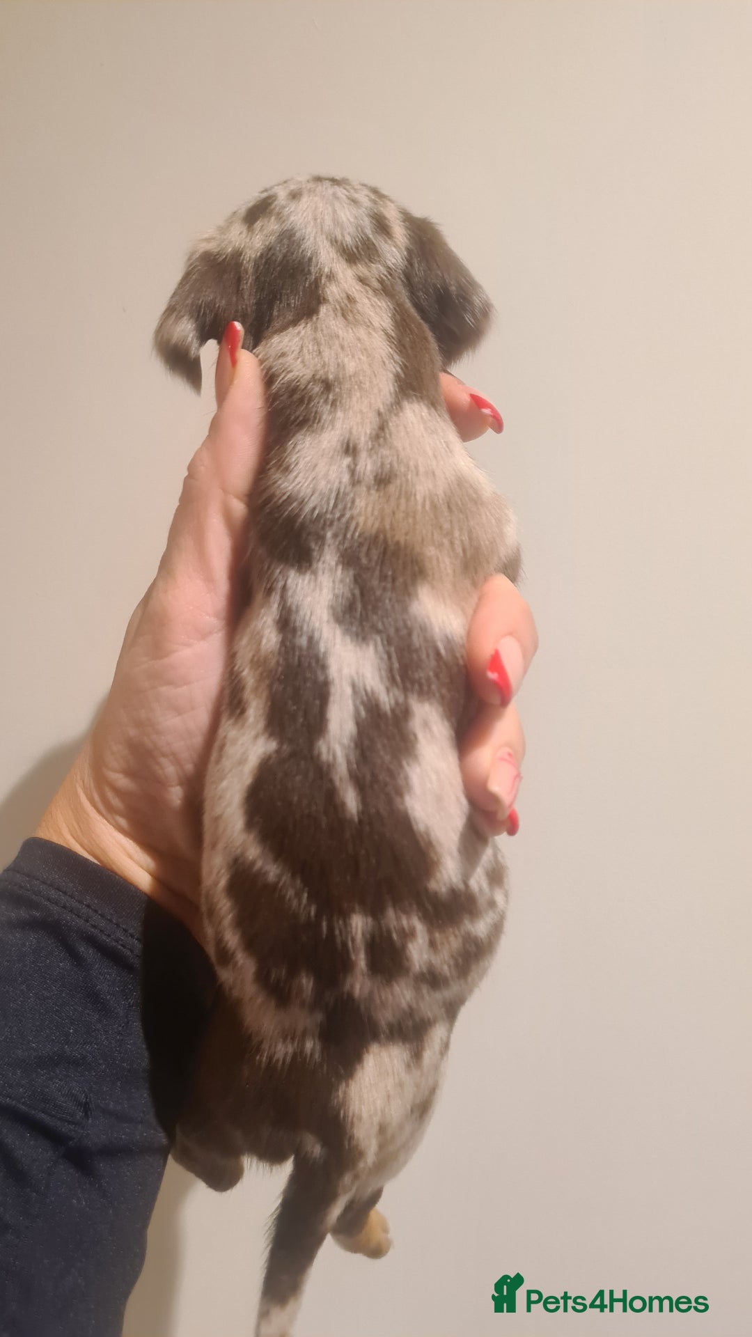 Miniature Dachshund dogs for sale: Beautiful bundle of boy mini daxies  - Advert 21