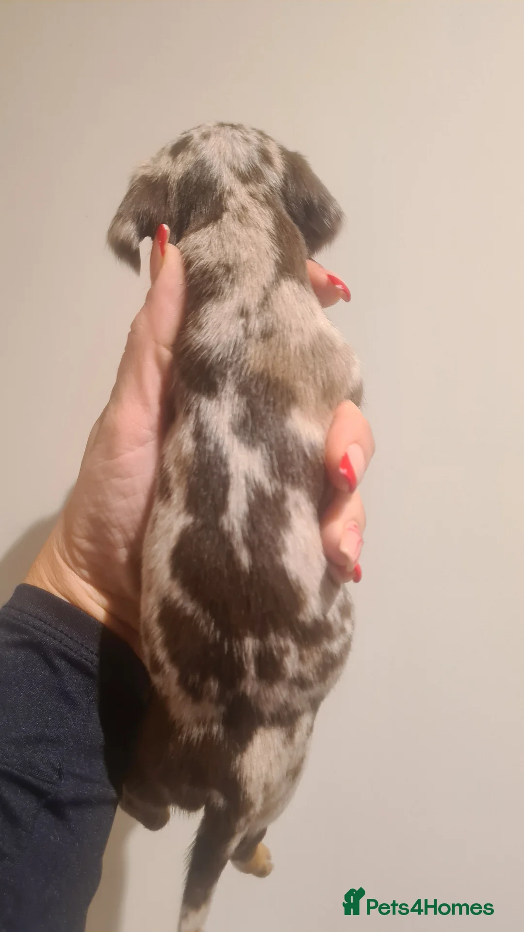 Miniature Dachshund dogs for sale: Beautiful bundle of boy mini daxies 5 boys left  - Advert 22