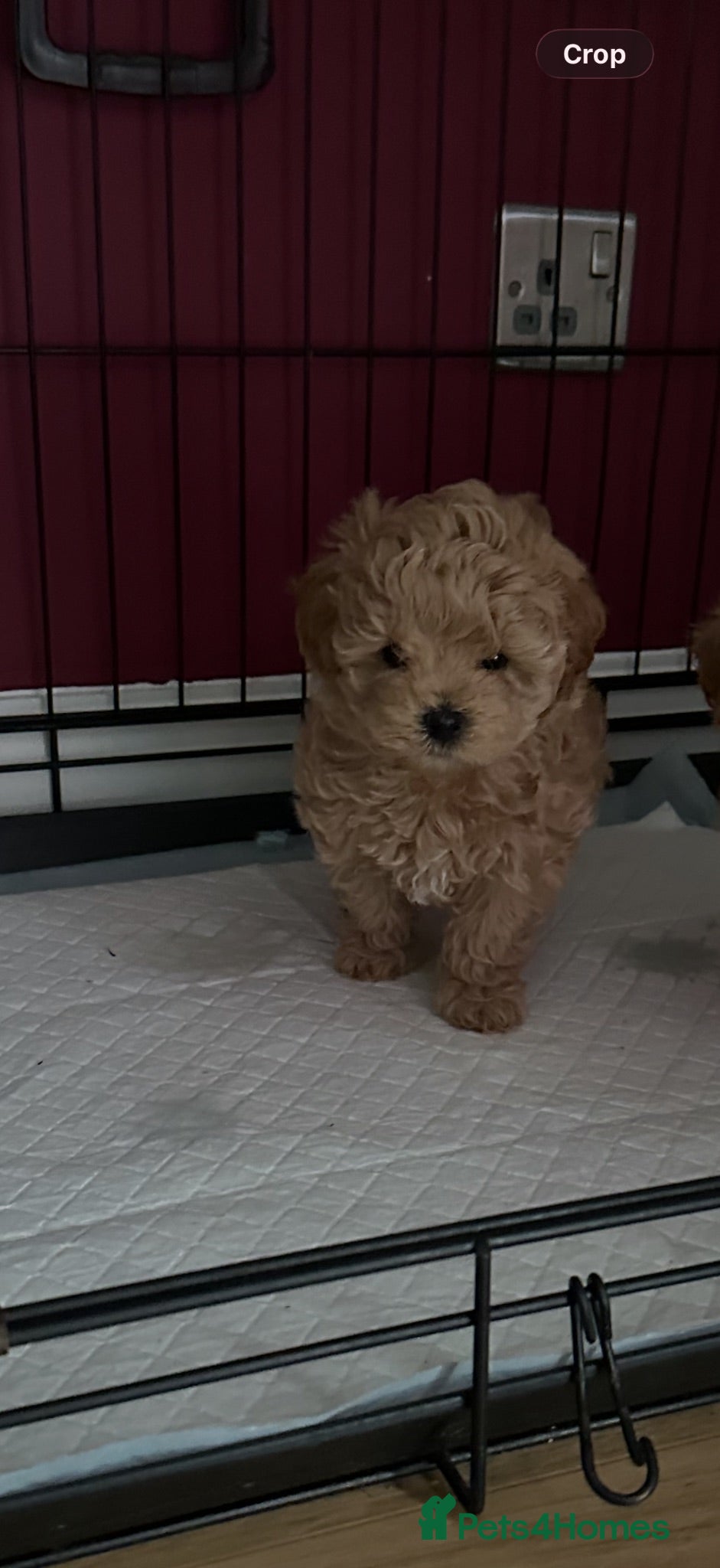 Maltipoo dogs Beautiful F1 Maltipoo’s by health tested parents  - Advert 16
