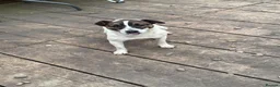 Jack Russell dogs for sale: One little male Jack Russell - Advert 2