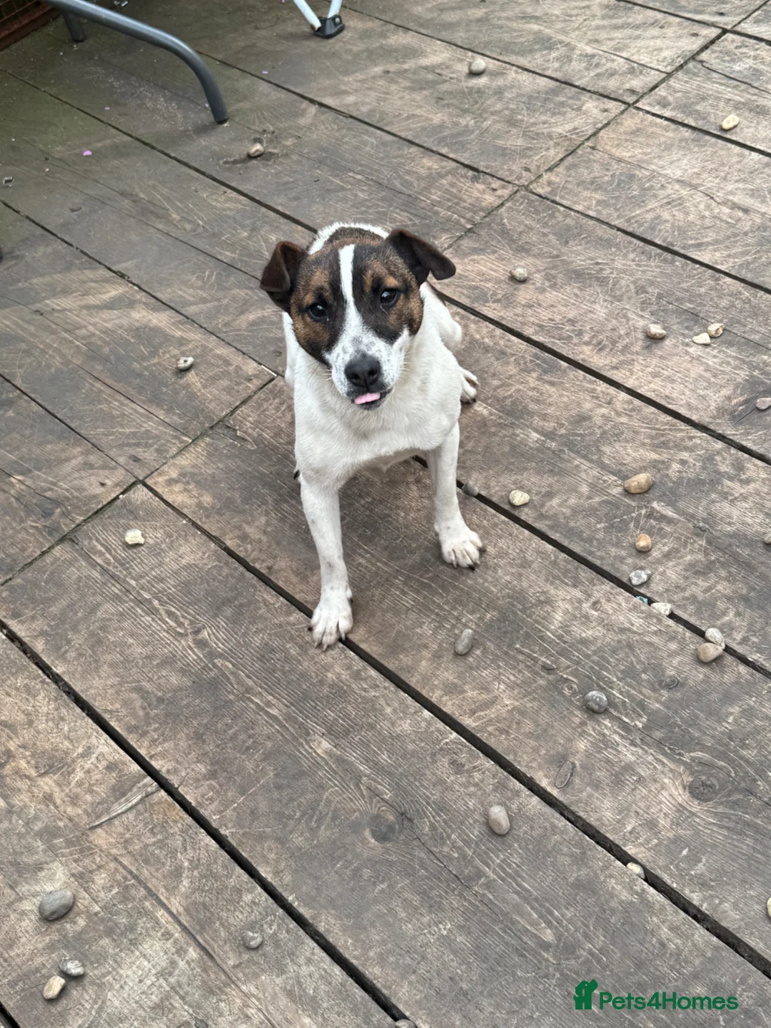 Jack Russell dogs for sale: One little male Jack Russell - Advert 2