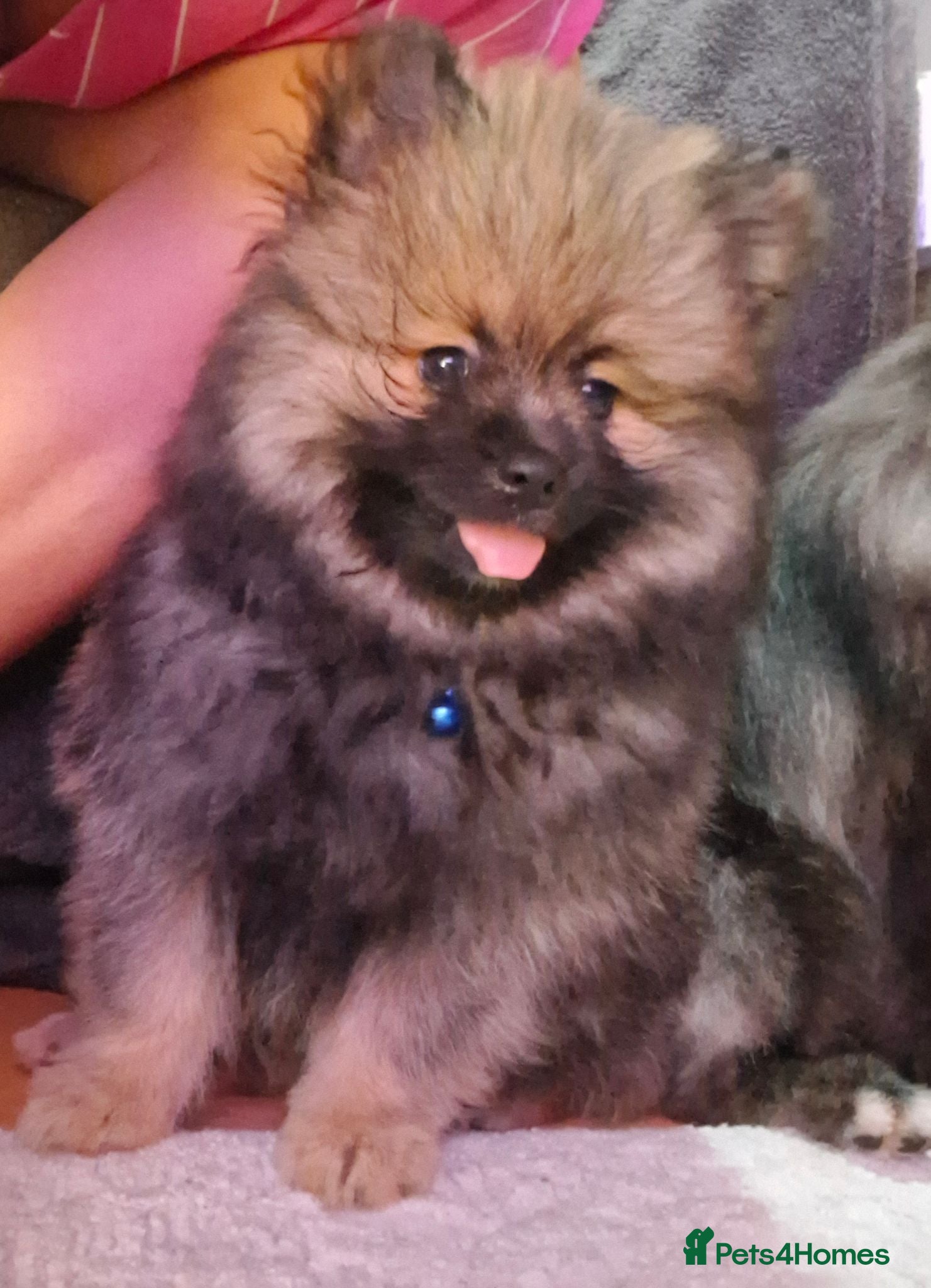 Pomeranian dogs 🌟Ready now!!last boy left🥰 - Advert 3