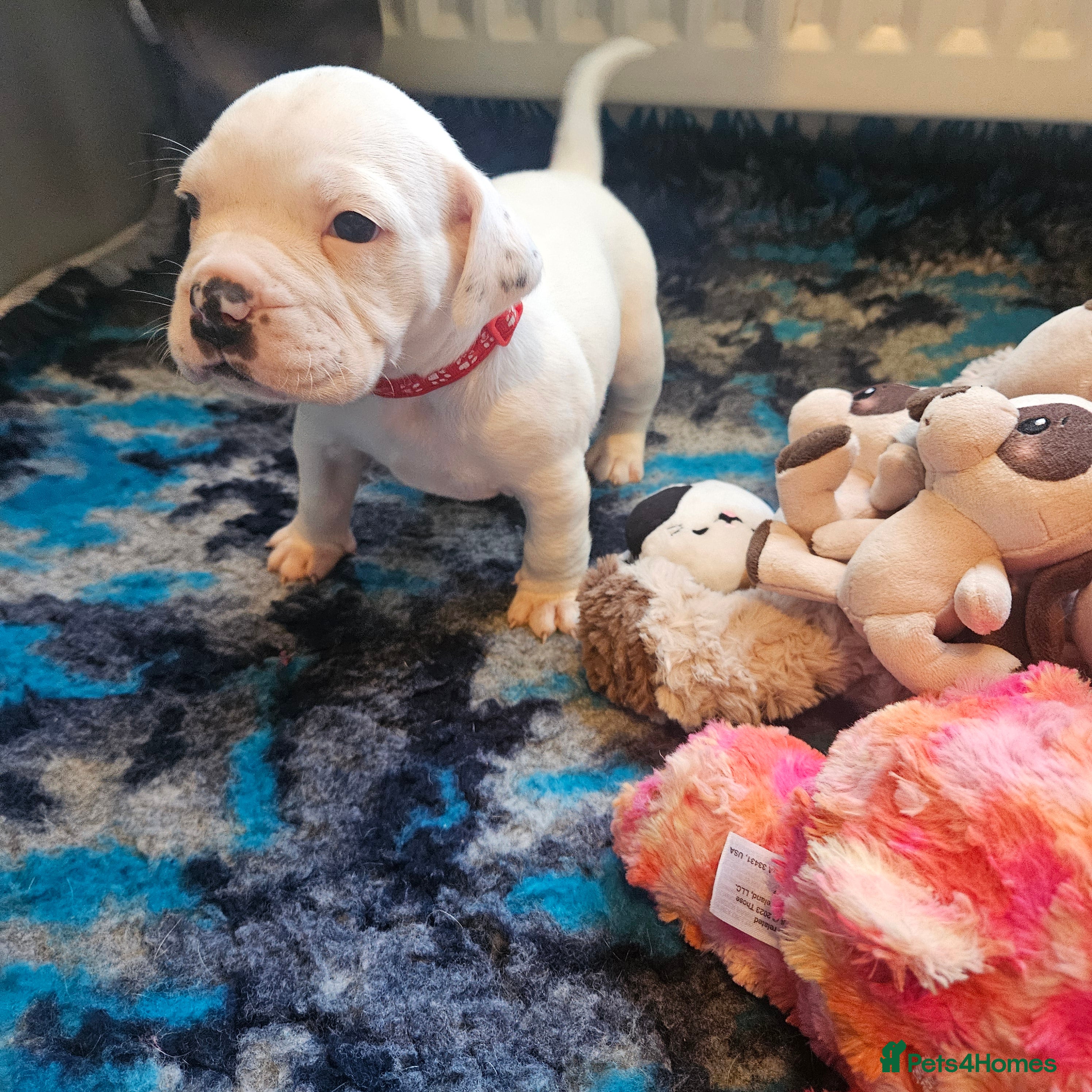 Mixed Breed dogs Staffie spaniel X old English bulldog  - Advert 3