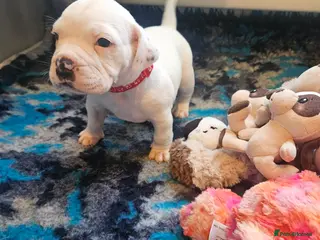 Mixed Breed dogs Staffie spaniel X old English bulldog - Advert 3