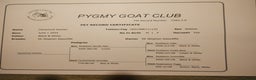 Goats livestock for sale: 2 pedigree registered pygmy goat weathers  - Advert 6