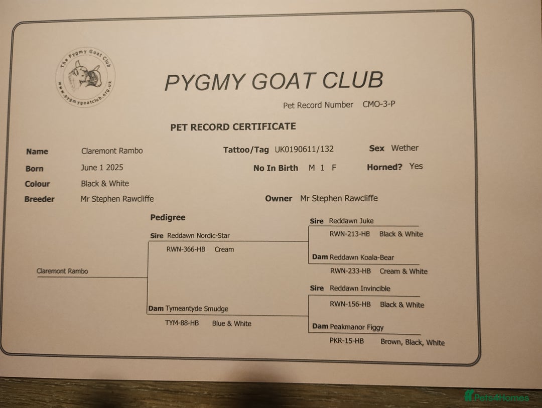 Goats livestock for sale: 2 pedigree registered pygmy goat weathers  - Advert 6
