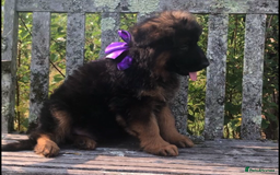 German Shepherd dogs for sale: Beautiful chunky long haired black, tan & red pups - Image 13