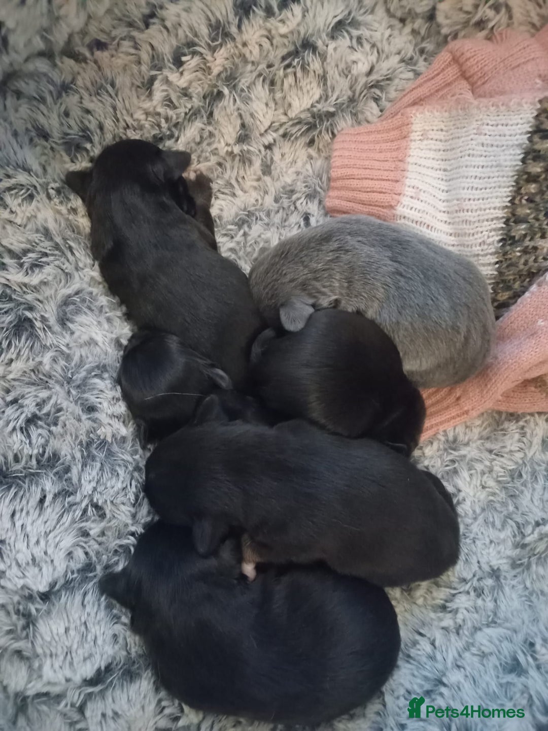 Chihuahua dogs for sale: 5 chihuahua puppies - Advert 2