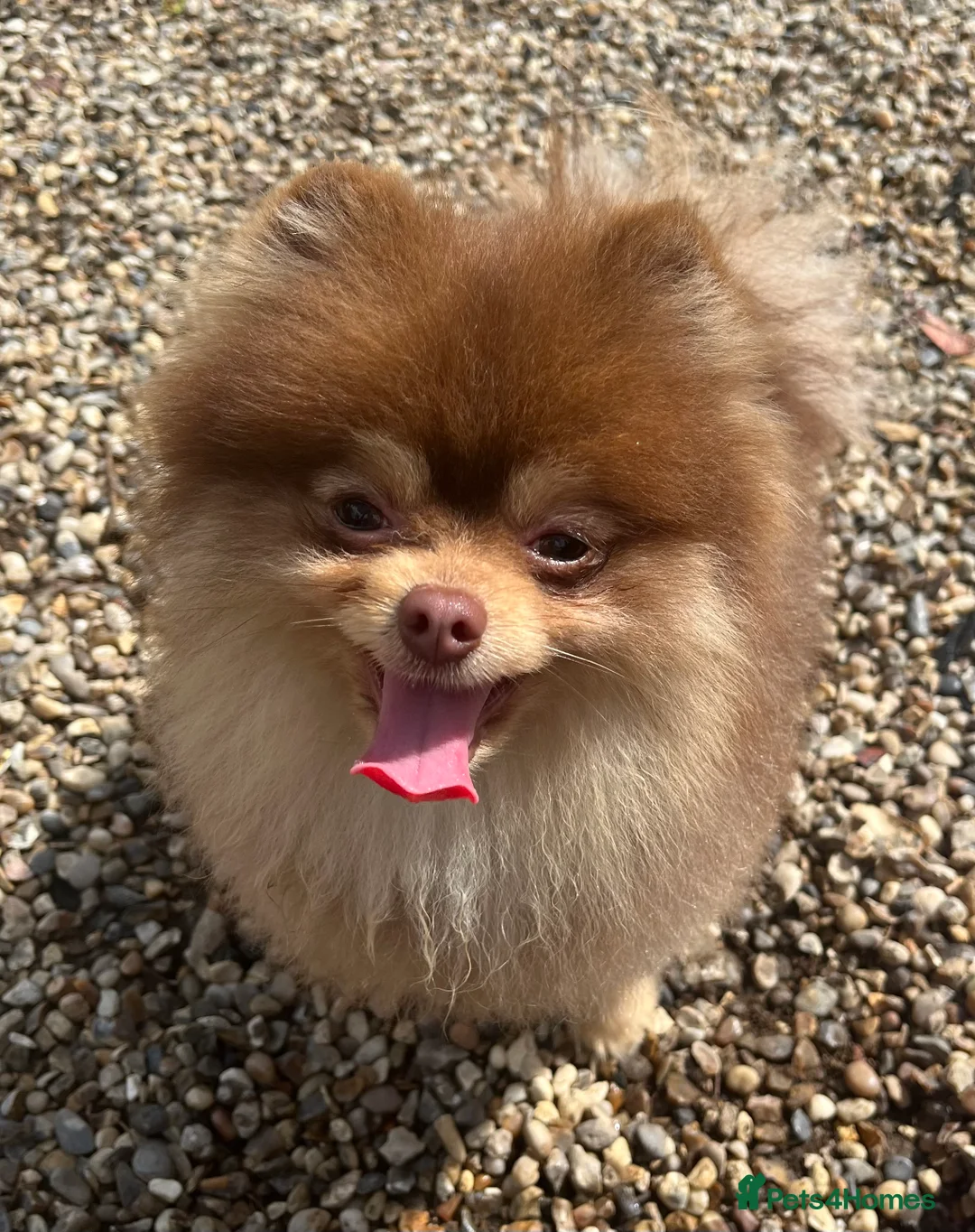 Pomeranian dogs for stud: STUD - TINY Russian & Taiwanese CHIAO LI YA  in Romford - Advert 9