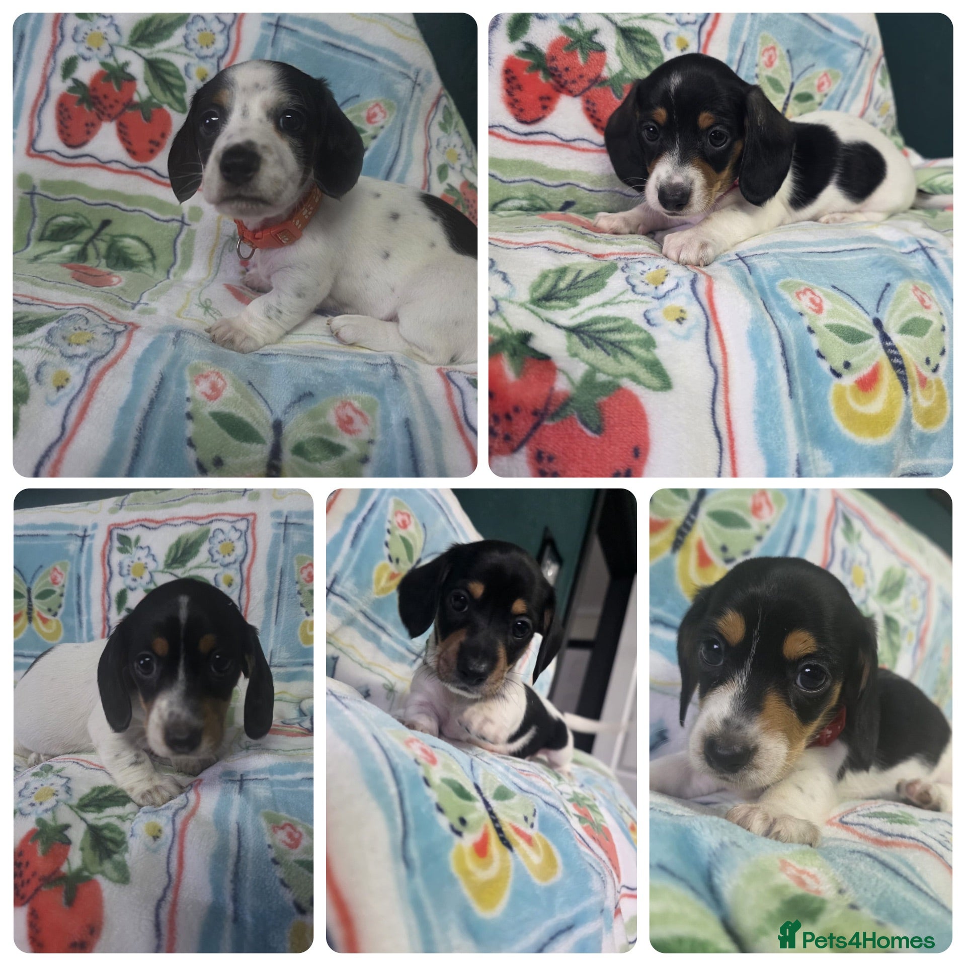 Miniature Dachshund dogs 5 cute piebald miniature dachshund puppies - Advert 1