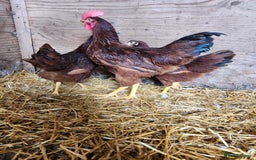 Chickens poultry for sale: Trios of pure bred chicken breeds - Image 20