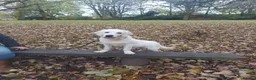 Golden Retriever dogs for sale: English Cream Golden Retriever 22 months old - Advert 4