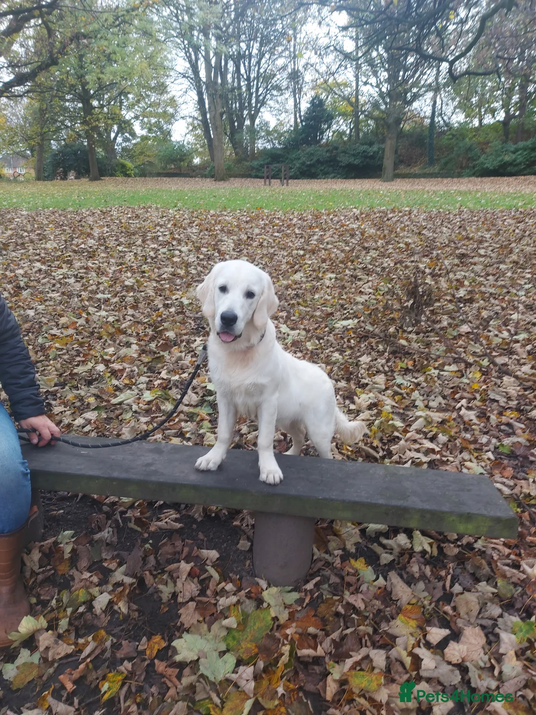 Golden Retriever dogs for sale: English Cream Golden Retriever 22 months old - Advert 4