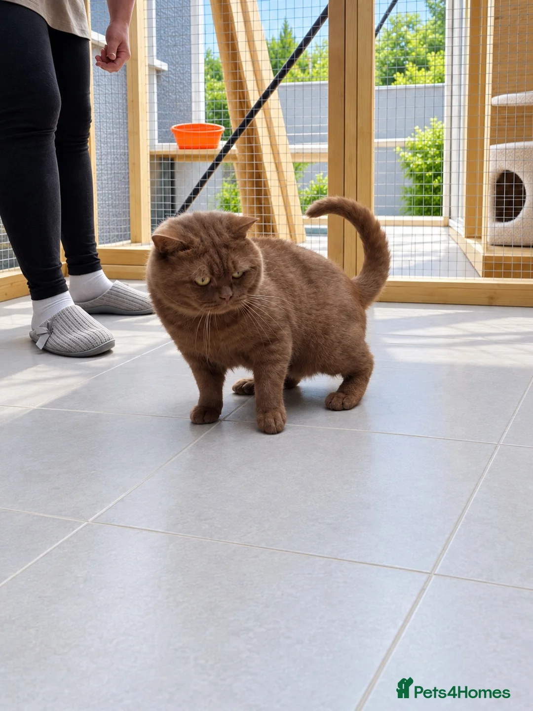 British Shorthair cats for stud: Beautiful cinnamon stud - Advert 2